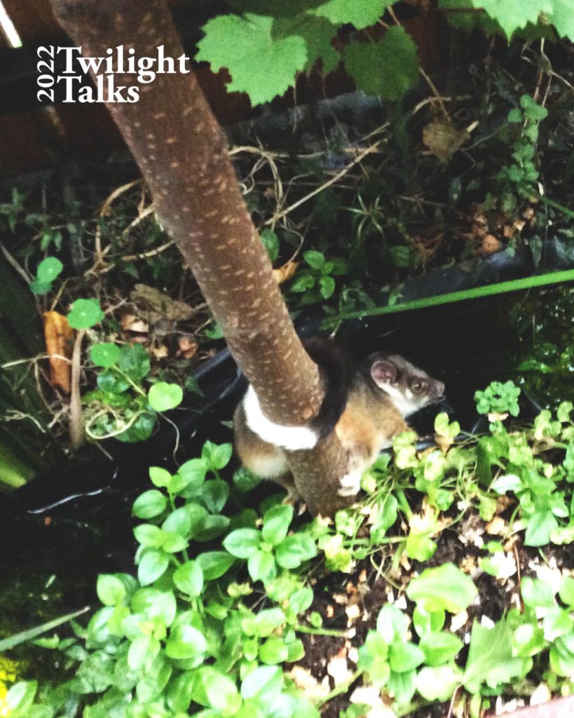 picture of a ring tailed possum tail curled around tree trunk drinking from a pond