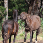 brumbies greeting each other