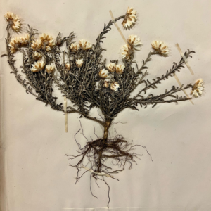 Pressed dried flowering plant specimen with roots on paper